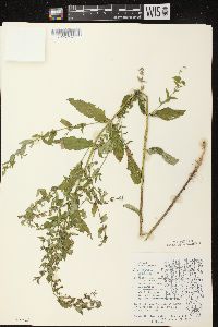 Scutellaria galericulata image