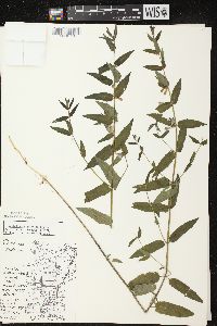 Scutellaria galericulata image