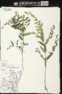 Scutellaria galericulata image