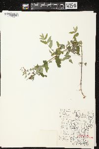 Scutellaria galericulata image