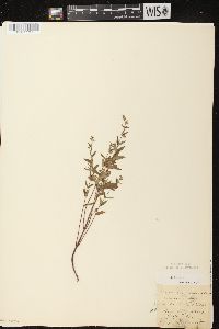 Scutellaria galericulata image