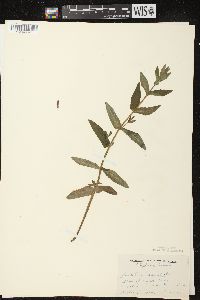 Scutellaria galericulata image