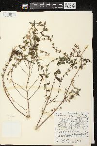 Scutellaria galericulata image