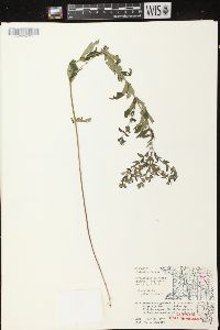 Scutellaria galericulata image