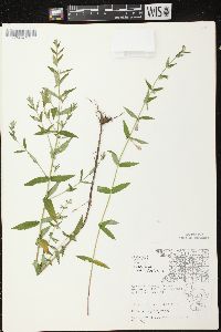 Scutellaria galericulata image