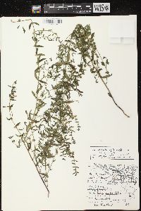 Scutellaria galericulata image