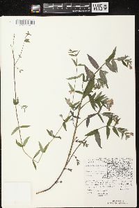 Scutellaria galericulata image