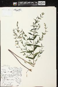 Scutellaria galericulata image