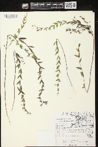 Scutellaria galericulata image