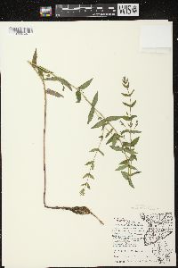 Scutellaria galericulata image