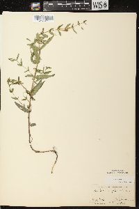 Scutellaria galericulata image