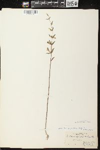 Scutellaria galericulata image