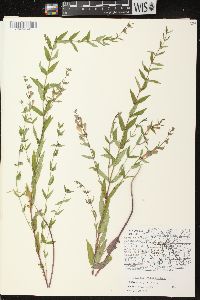 Scutellaria galericulata image