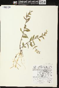 Scutellaria galericulata image