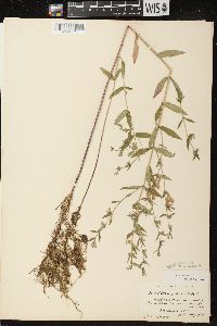 Scutellaria galericulata image