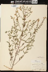 Scutellaria galericulata image