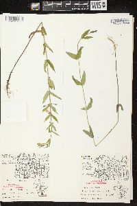 Scutellaria galericulata image