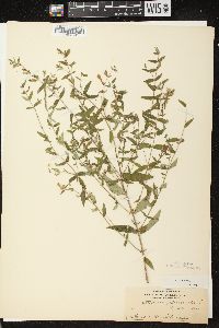 Scutellaria galericulata image