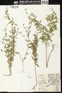 Scutellaria galericulata image