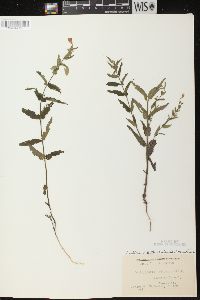 Scutellaria galericulata image