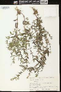 Scutellaria galericulata image