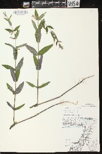 Scutellaria galericulata image