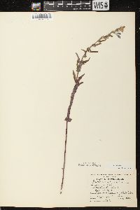 Scutellaria galericulata image