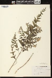 Scutellaria galericulata image