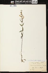 Scutellaria galericulata image