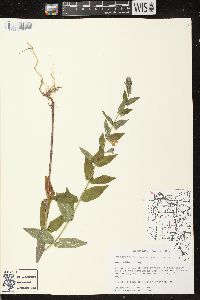 Scutellaria galericulata image