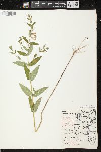 Scutellaria galericulata image