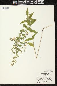 Scutellaria galericulata image