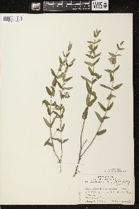 Scutellaria galericulata image