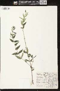 Scutellaria galericulata image