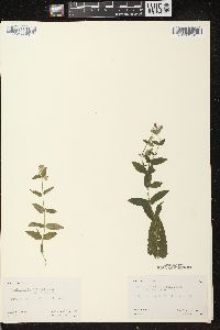 Scutellaria galericulata image