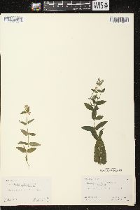 Scutellaria galericulata image