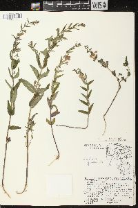 Scutellaria galericulata image