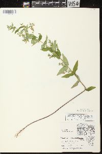 Scutellaria galericulata image