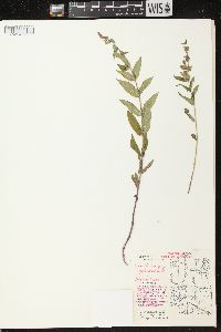 Scutellaria galericulata image