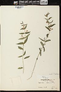 Scutellaria galericulata image