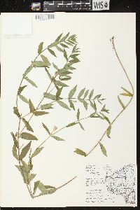 Scutellaria galericulata image