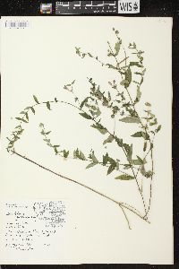 Scutellaria galericulata image