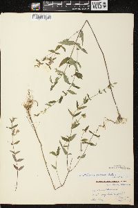 Scutellaria galericulata image