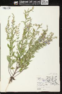 Scutellaria galericulata image