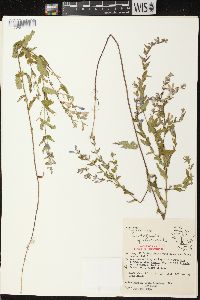 Scutellaria galericulata image