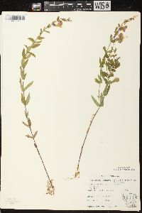 Scutellaria galericulata image