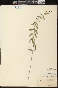 Scutellaria galericulata image