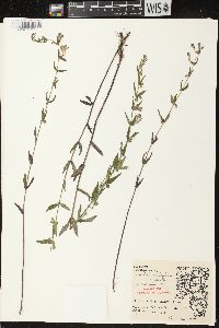 Scutellaria galericulata image