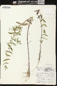 Scutellaria galericulata image