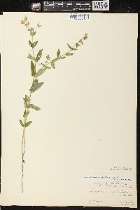 Scutellaria galericulata image